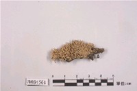 藏品(二型球孢球粉衣)的圖片